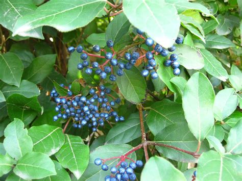 navy blue viburnum berries